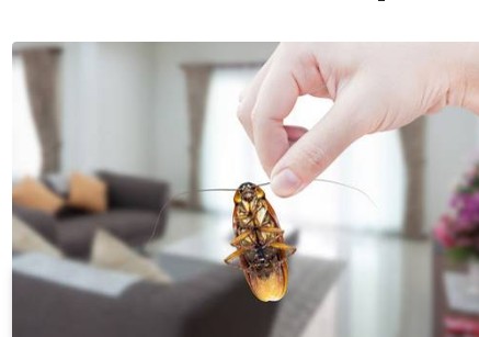 Pest Control / Management
